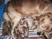 Filhotes golden retriver