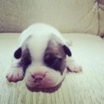 Bulldog Frances Filhotes