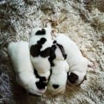 Bulldog Frances Filhotes