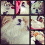 Lindos Shih Tzus – Recém Nascidos