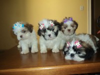 Filhotes de shih tzu e lhasa apso