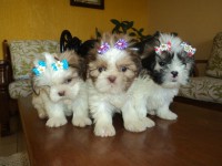 Filhotes de shih tzu e lhasa apso