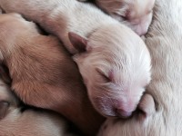 Filhotes golden retriver
