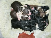 Border Collies Marrom Branco e preto B Pedigree Cbkc