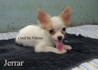 Canil by Vilnius – Chihuahua pelo longo macho