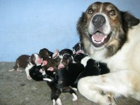 Border Collies Marrom Branco e preto B Pedigree Cbkc