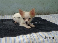 Canil by Vilnius – Chihuahua pelo longo macho
