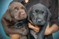 Labrador facilitamos a venda