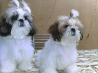 Lindos Shih Tzus – Recém Nascidos