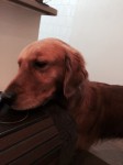 Filhotes golden retriver