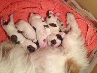 Lindos Shih Tzus – Recém Nascidos