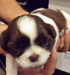 Shih Tzu Fêmea