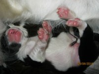 Border Collies Marrom Branco e preto B Pedigree Cbkc