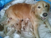 Filhotes golden retriver
