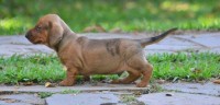 Dachshund Standart excelente pedigree