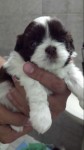 Shih Tzu Fêmea