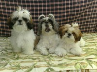 Lindos Shih Tzus – Recém Nascidos