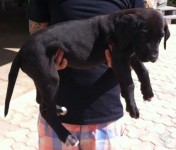 Vendo Lindos Filhotes de Dogue Alemão Gigantes