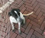 Doação Cachorro SRD