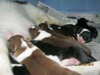 Border Collies Marrom Branco e preto B Pedigree Cbkc
