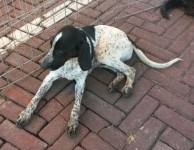 Doação Cachorro SRD