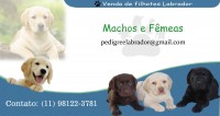 Labrador facilitamos a venda