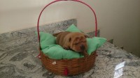 Sharpei Filhotes