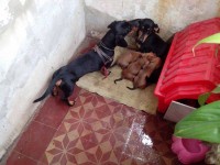 Basset dachshund – linguicinha – Teckel