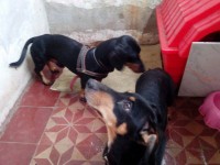 Basset dachshund – linguicinha – Teckel