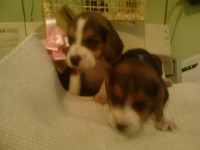 Vendo filhotes de beagle 13 polegadas com pedigree contrato garantia