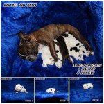 vendo filhotes de bulldog frances