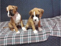 Vendem-se lindos filhotes de Boxer
