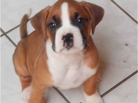 Vendem-se lindos filhotes de Boxer