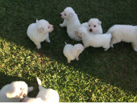 Vendo quatro filhotes apaixonantes de Pastor Suiço (Pastor Branco)