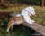 Lindos filhotes de Bulldog ingles - Imagem1