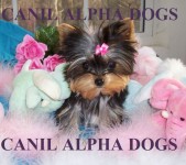 Yorkshire – Yorkshire Mini/Micro – Cães alto padrão
