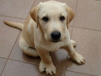 Filhote de Labrador Amarelo