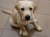 filhotes-labrador-imagem-9