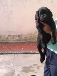Lindos filhotes de Labrador
