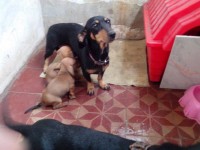 Basset dachshund – linguicinha – Teckel