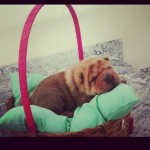 Sharpei Filhotes