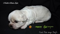 Lhasa Apso Machos