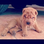 Sharpei Filhotes