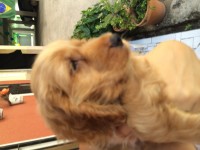 Filhote de cocker spaniel