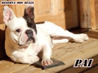 vendo filhotes de bulldog frances