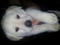 filhote de labrador