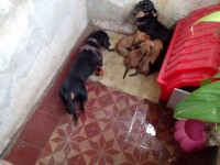 Basset dachshund – linguicinha – Teckel