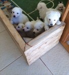 Vendo quatro filhotes apaixonantes de Pastor Suiço (Pastor Branco)