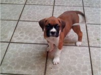 Vendem-se lindos filhotes de Boxer