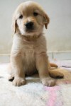 Filhotes de Golden Retriever